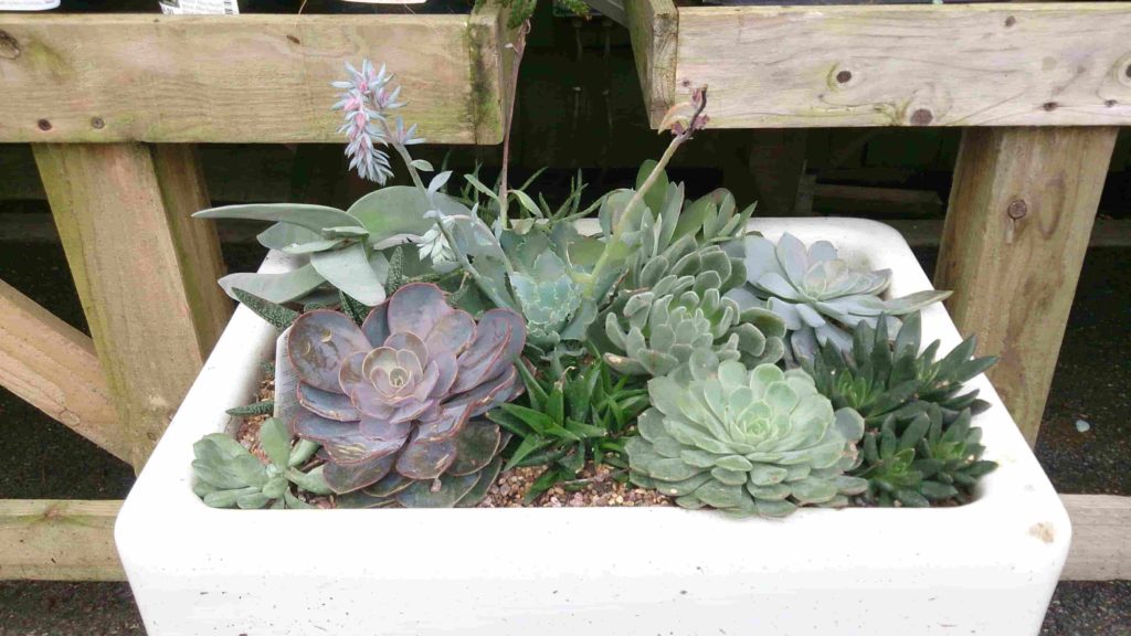 Best Ideas For Growing Veg And Flowers In Sink Live Enhanced