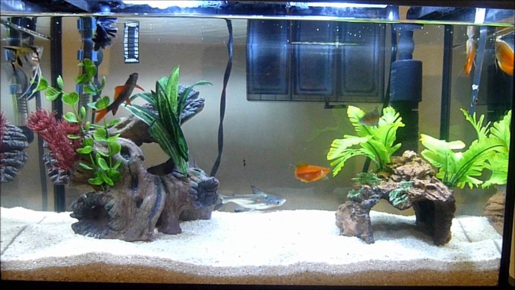 Best Ideas to Arrange an Aquarium or Fish Tank in Home - Live Enhanced