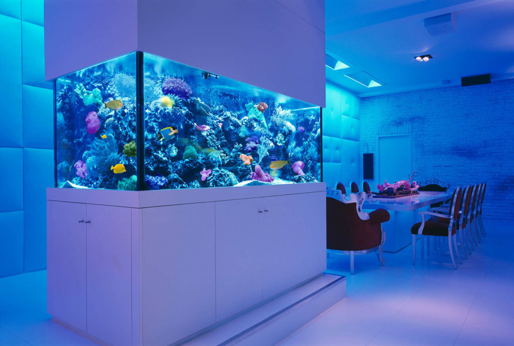 Best Ideas To Arrange An Aquarium Or Fish Tank In Home Live Enhanced