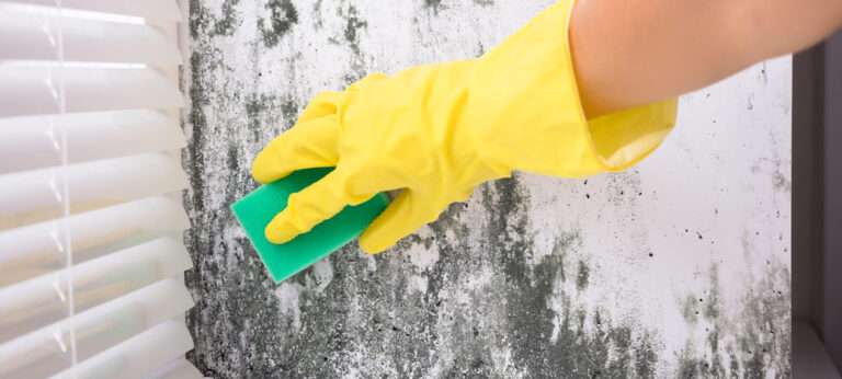 The Step-By-Step Guide to the Professional Mold Remediation Process