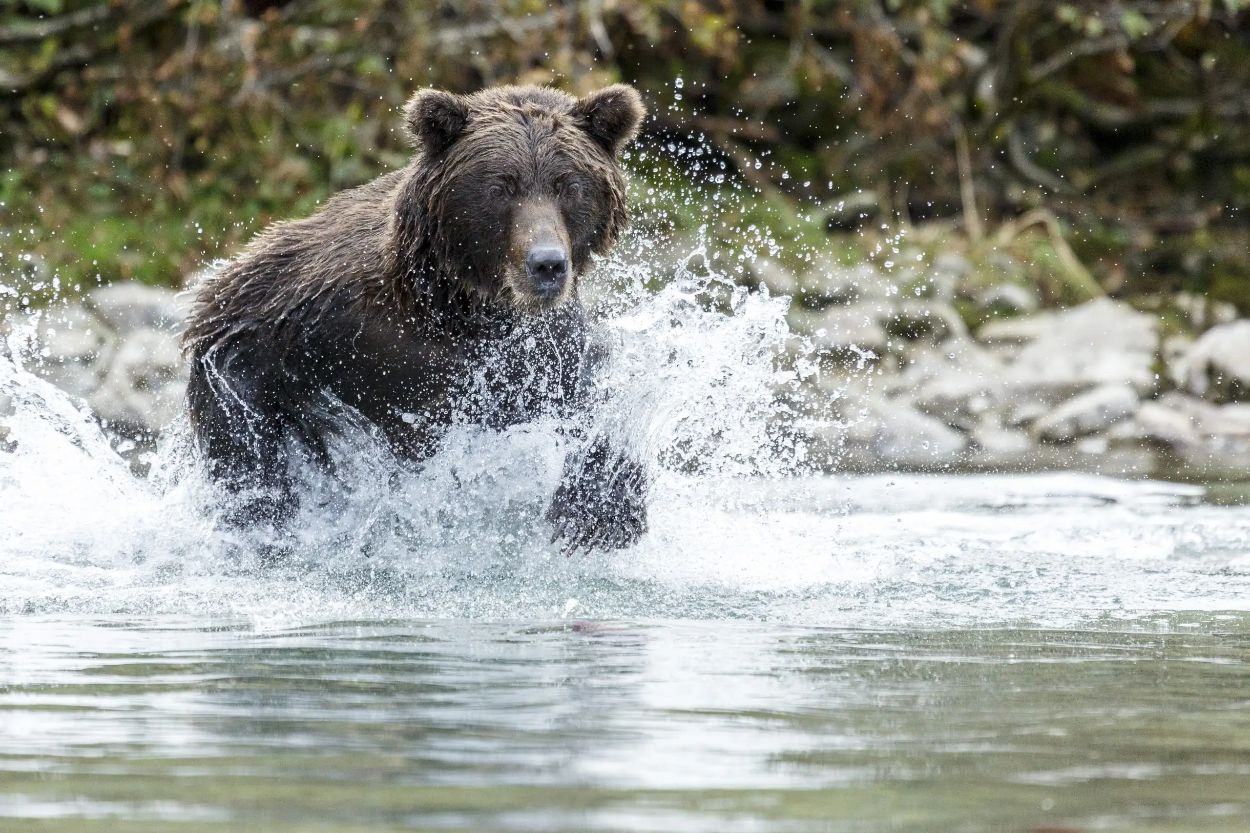 Alaska Bear Tours 