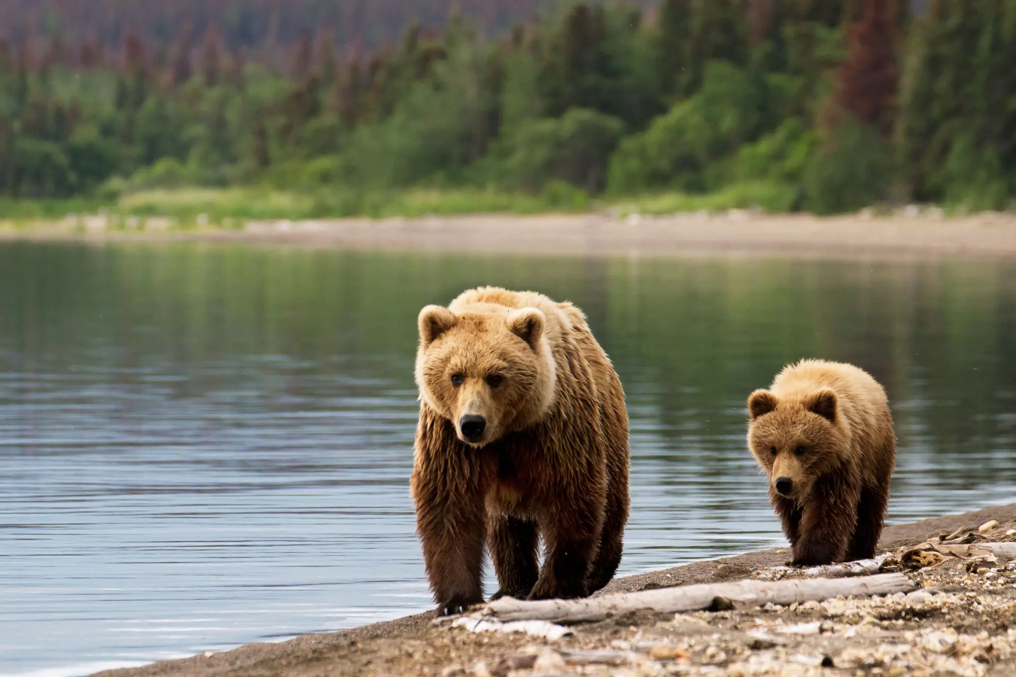 Alaska Bear Tours 