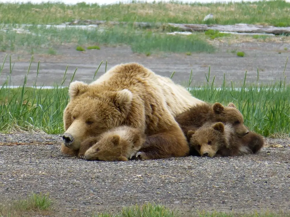 Alaska Bear Tours