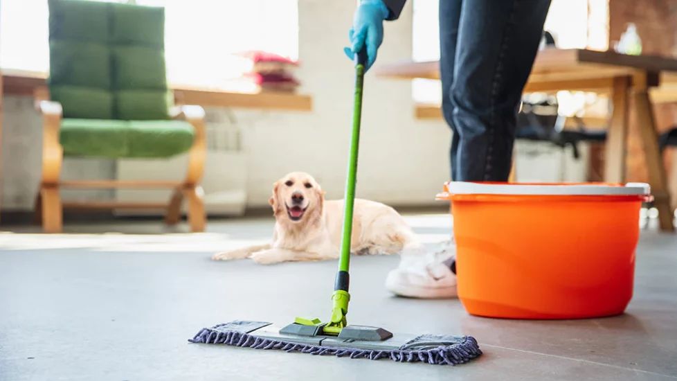 Maintain hygiene with pet-friendly cleaning routines