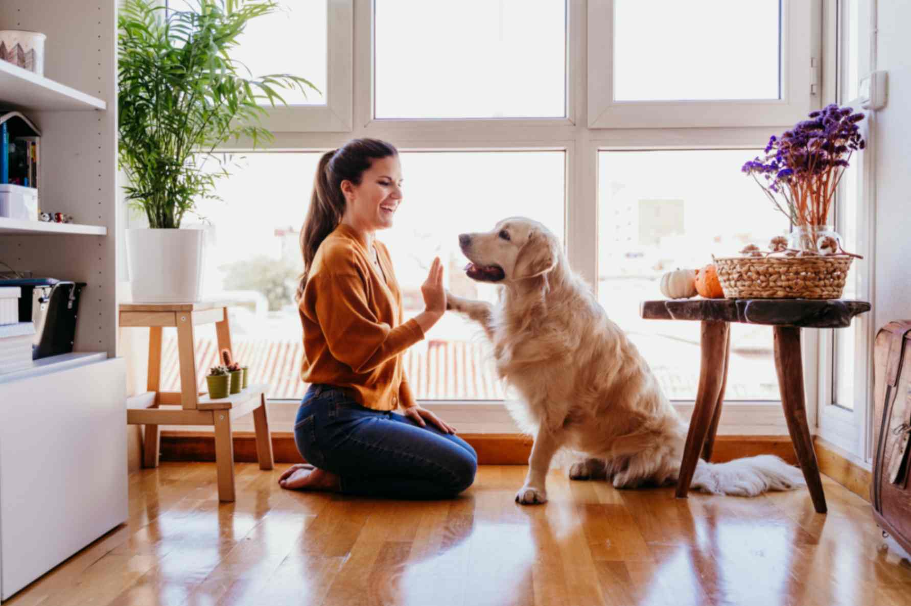 Making your home a haven for pets