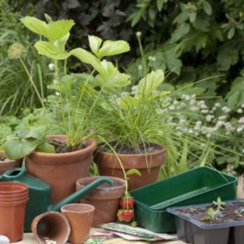 Beneficial Tips for your Garden